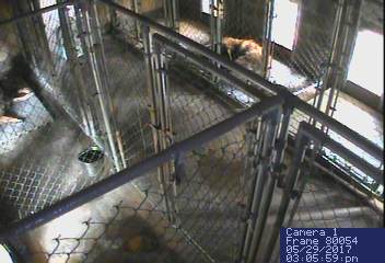 kennel camera
